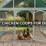 best chicken coops for ducks