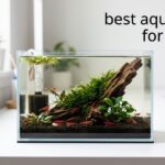 best aquariums for shrimp
