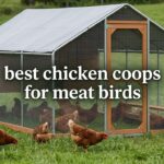 best chicken coops for meat birds