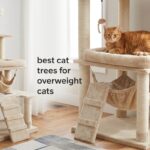 best cat trees for overweight cats