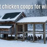 best chicken coops for winter