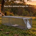 best live animal traps for raccoons