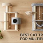 best cat trees for multiple cats