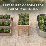 best raised garden beds for strawberries