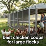 best chicken coops for large flocks
