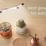best grow lights for succulents