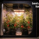 best grow tents for tomatoes