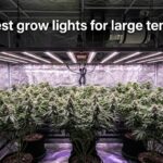 best grow lights for large tents
