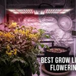 best grow lights for flowering plants
