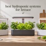 best hydroponic systems for lettuce