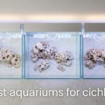 best aquariums for cichlids
