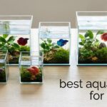 best aquariums for offices
