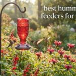 best hummingbird feeders for gardens