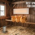 best space heaters for chicken coops