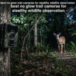 best no glow trail cameras for stealthy wildlife observation