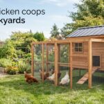 best chicken coops for backyards