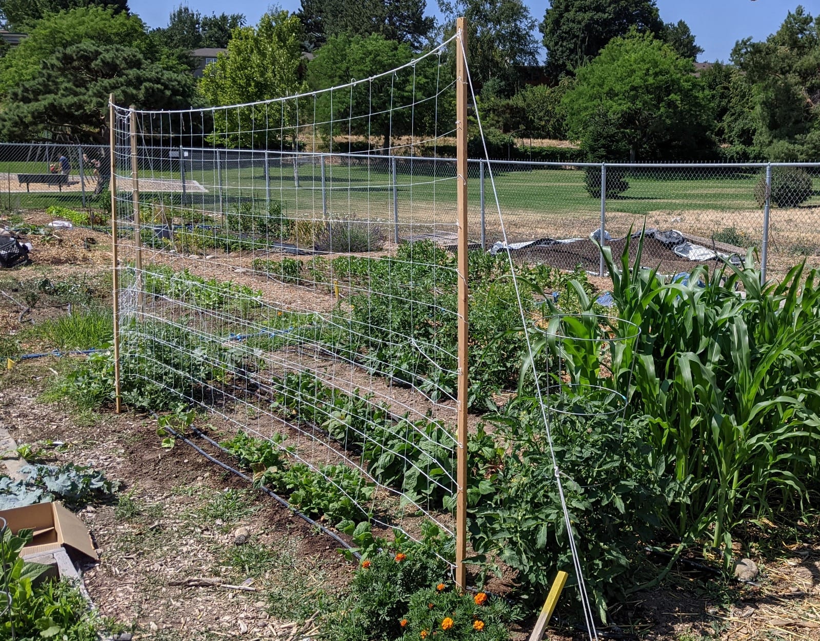 VIVOSUN Trellis Netting Heavy-duty Polyester 5'x30' 1 Pack customer photo 1