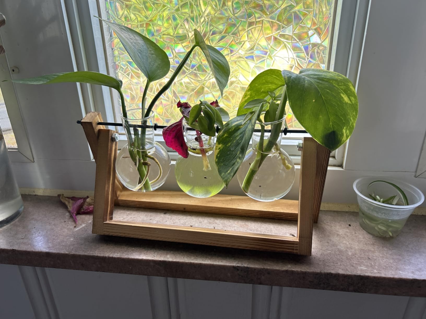 XXXFLOWER Plant Terrarium with Wooden Stand, Air Planter Bulb Glass Vase Metal Swivel Holder Retro Tabletop for Hydroponics Home Garden Office Decoration - 3 Bulb Vase customer photo 2