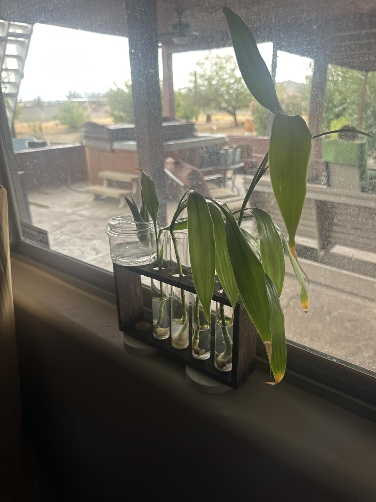 XXXFLOWER 5Test Tube Plant Propagation Station Plant Terrarium Wooden Stand customer photo 1