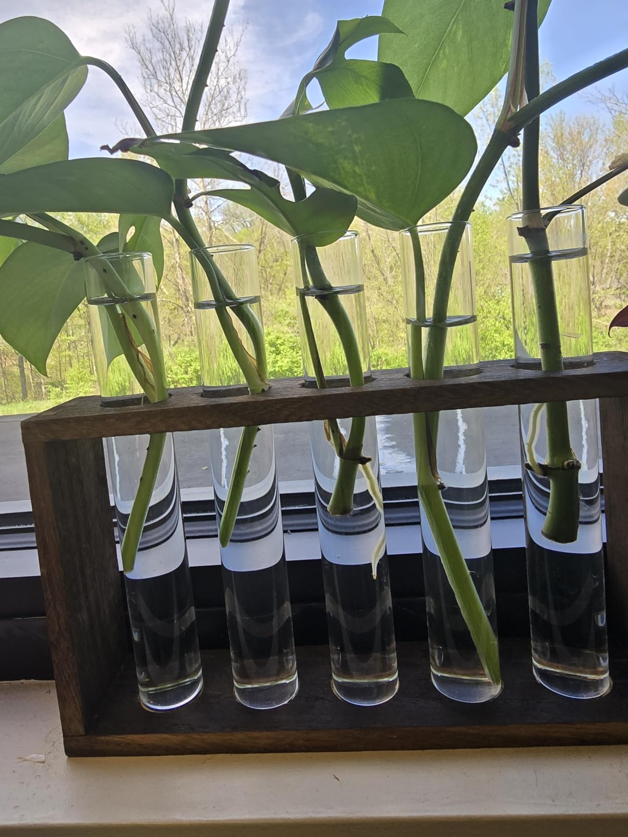 XXXFLOWER 5Test Tube Plant Propagation Station Plant Terrarium Wooden Stand customer photo 2