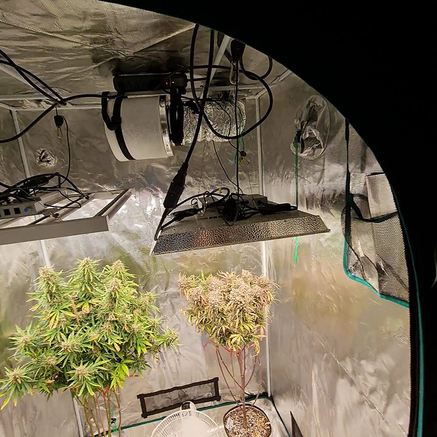 MARS HYDRO 6