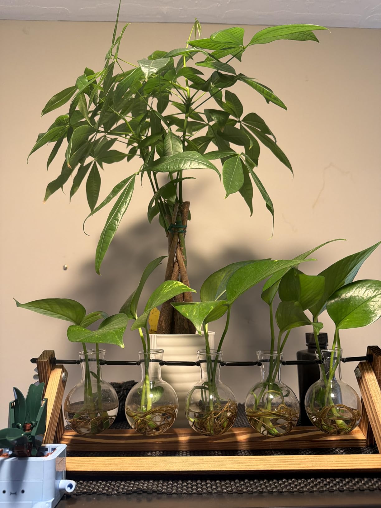 Renmxj Plant Propagation Station, Plant Terrarium with Wooden Stand customer photo 1