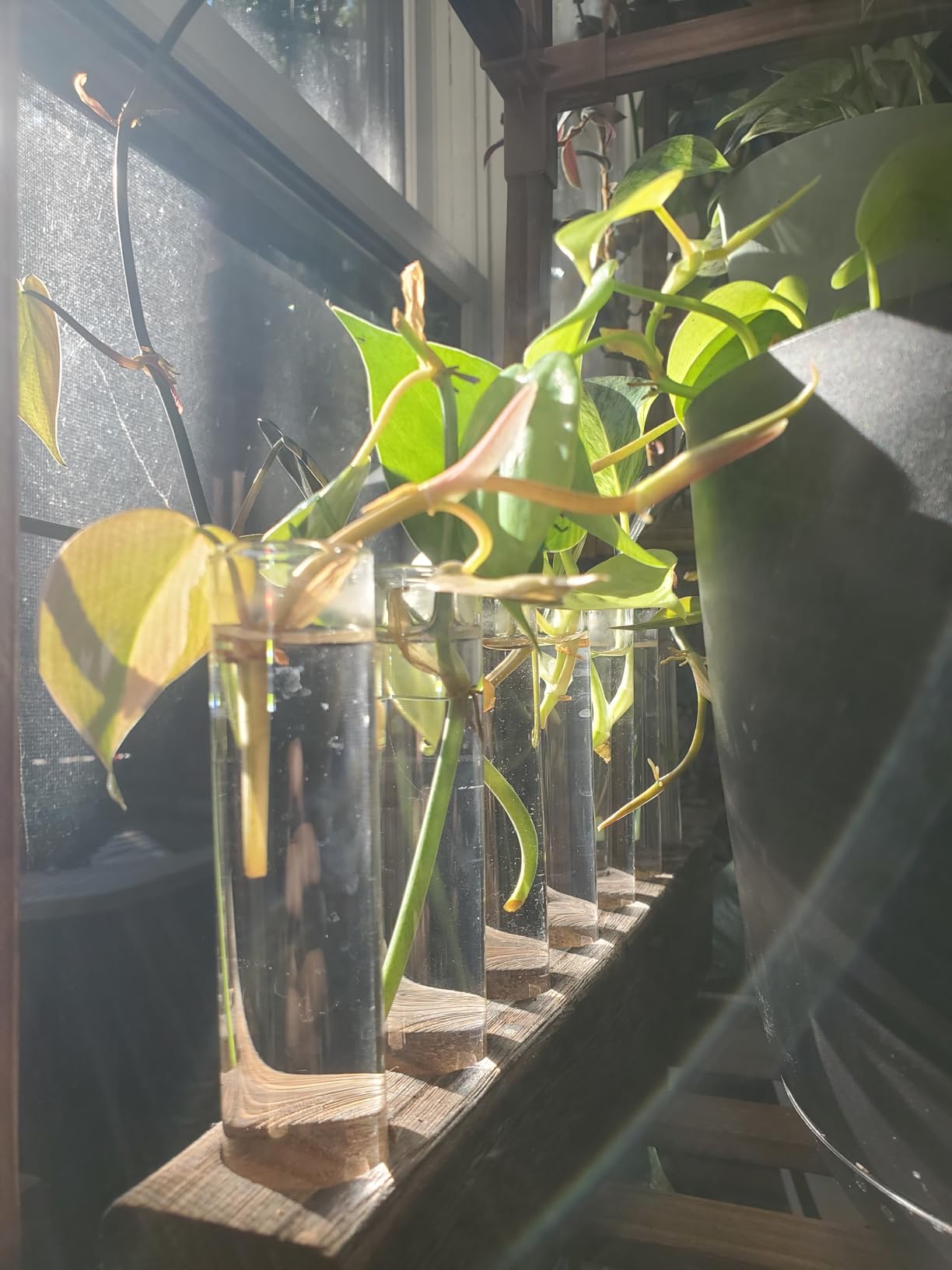 Plant Propagation Station, Plants Propagation Tubes customer photo 2