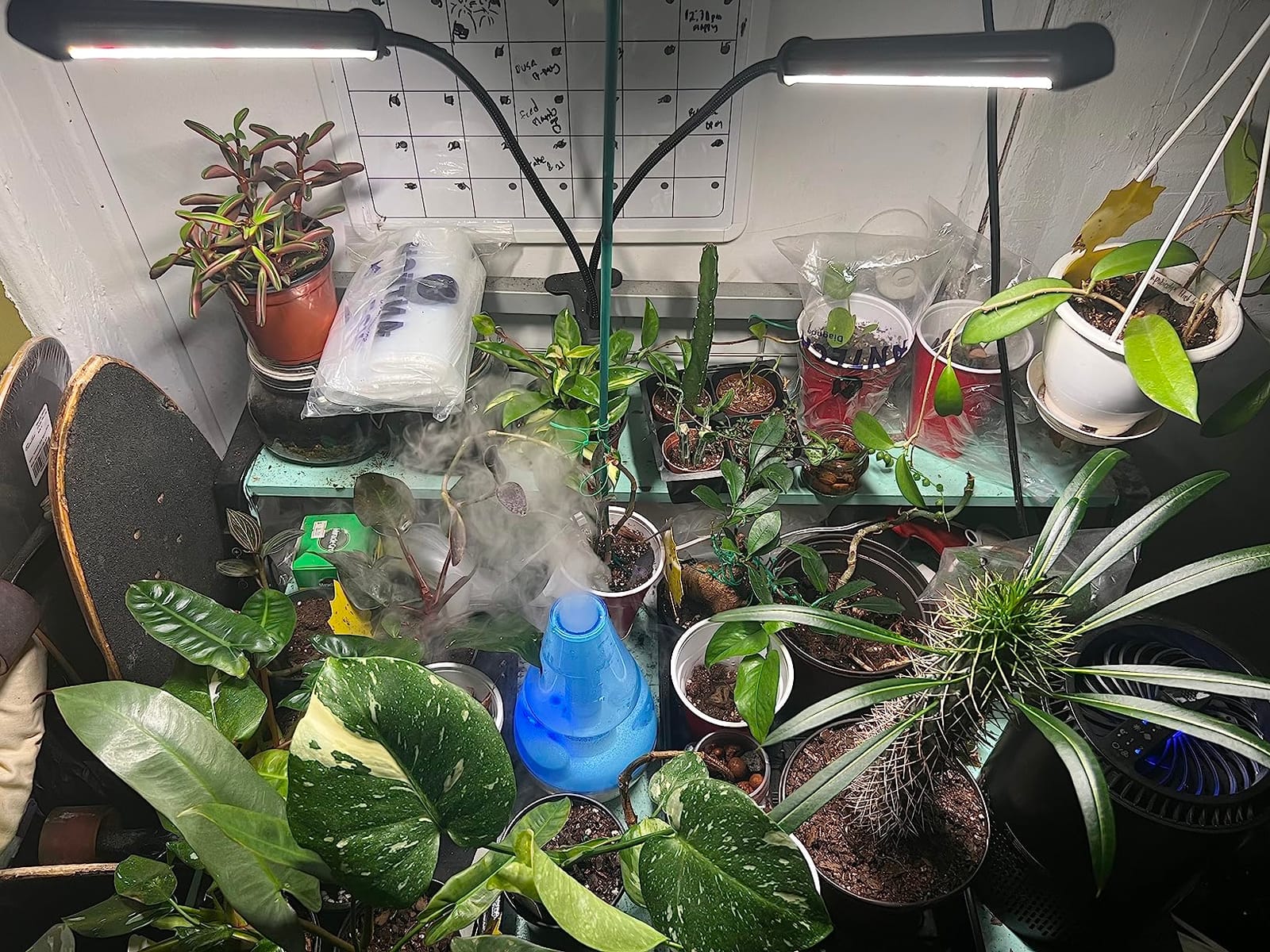 GooingTop Grow Light 100W 6000K, Super Bright White Desktop Clip Plant Lamp customer photo 2