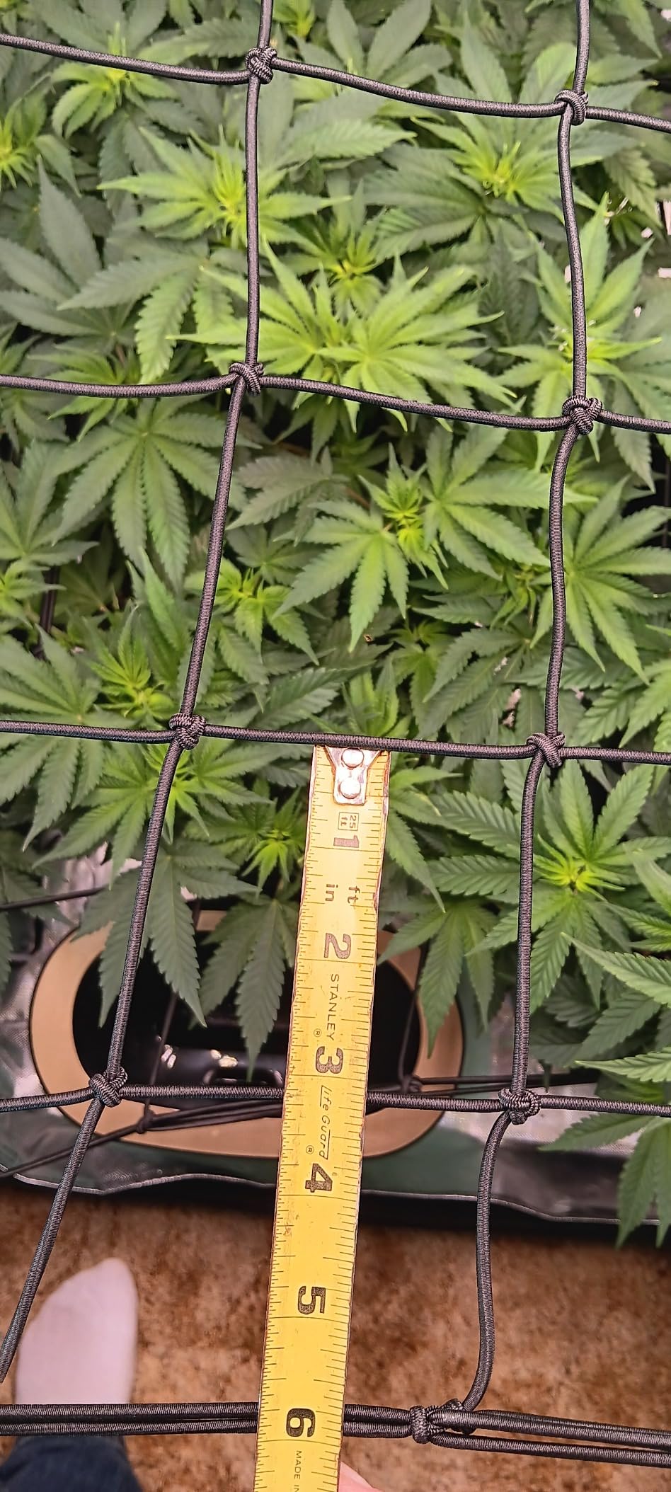 AC Infinity Elastic Trellis Netting for 4x4 Grow Tents customer photo 1