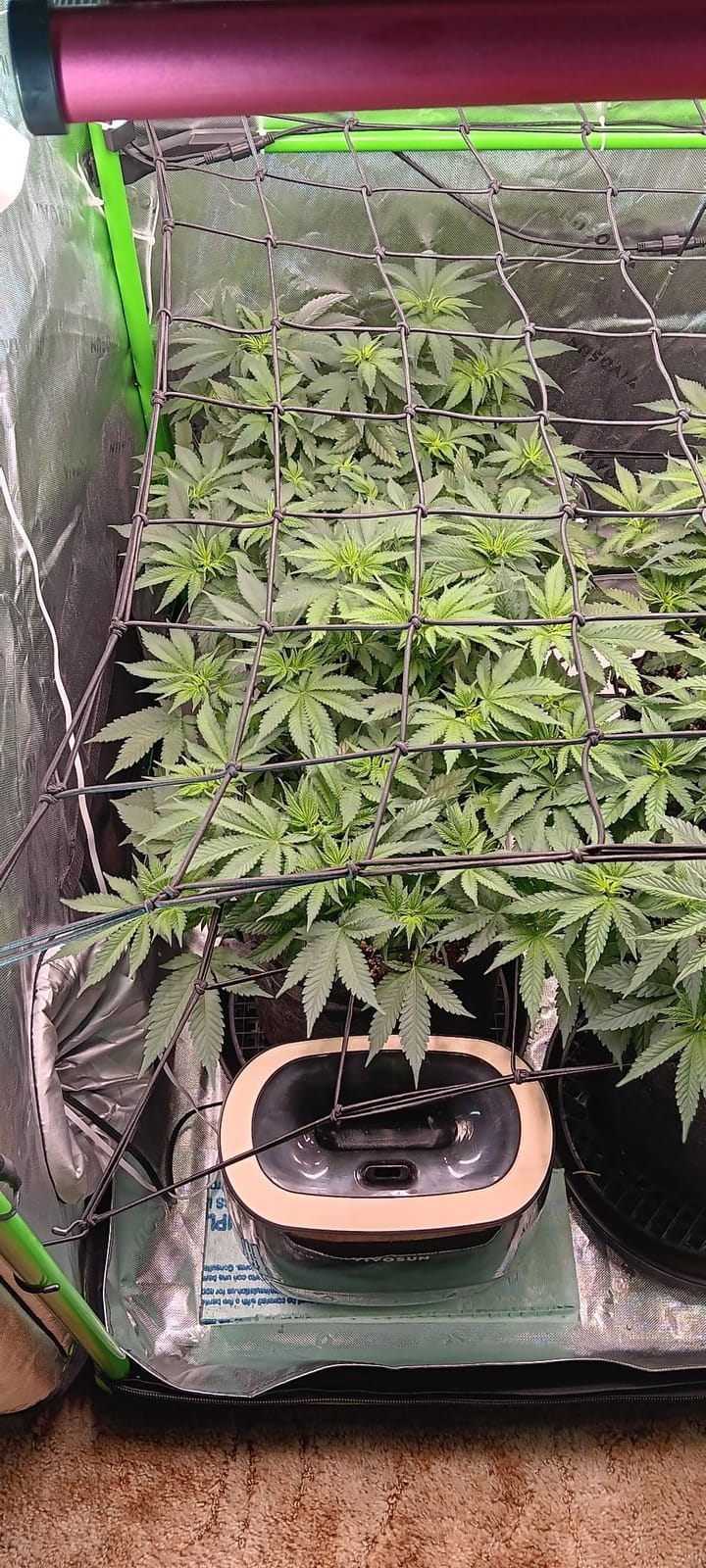 AC Infinity Elastic Trellis Netting for 4x4 Grow Tents customer photo 2