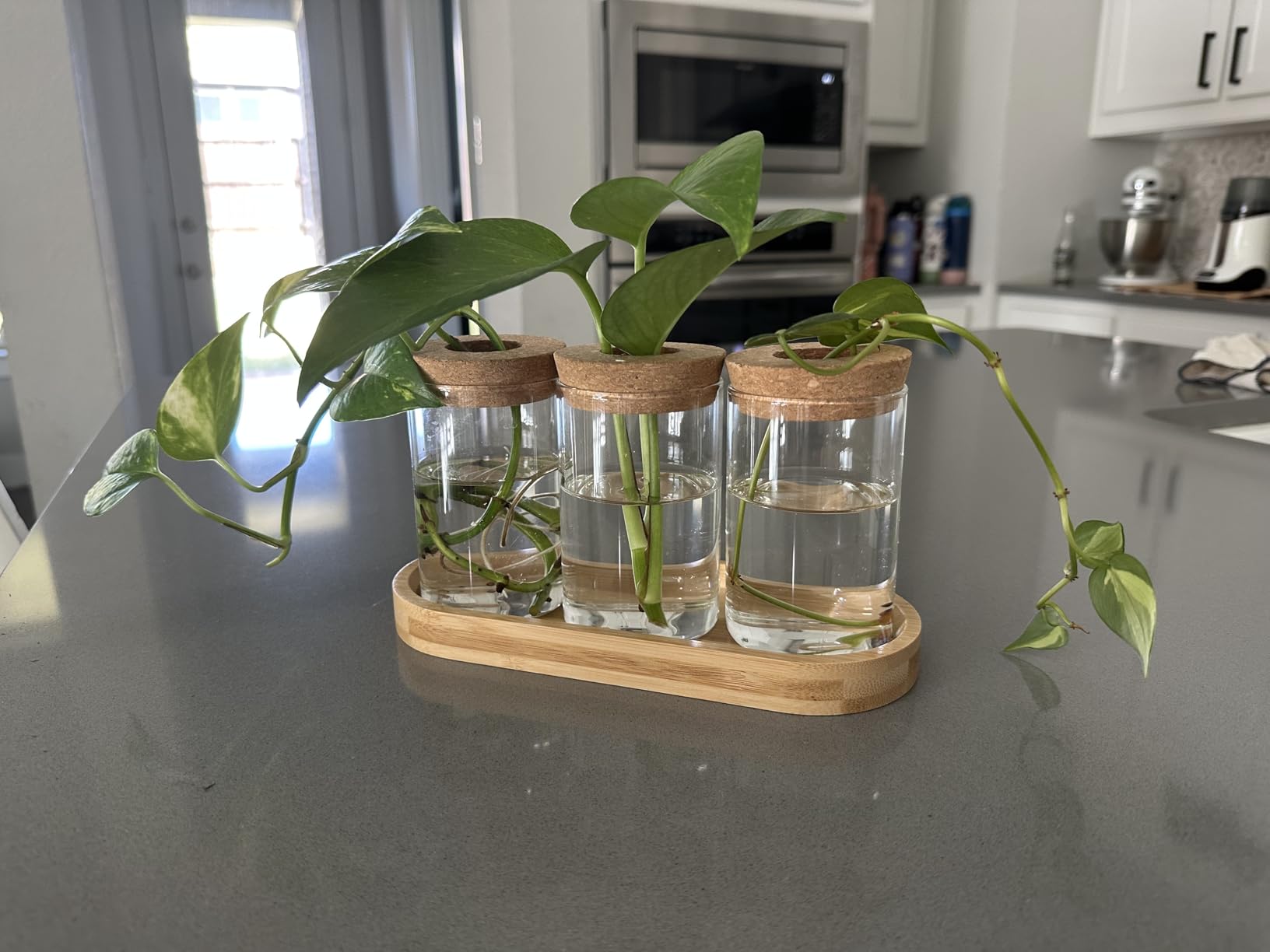 Dahey Plant Propagation Stations, 3 Pcs Glass Vases with Wooden Stand & Lid customer photo 1