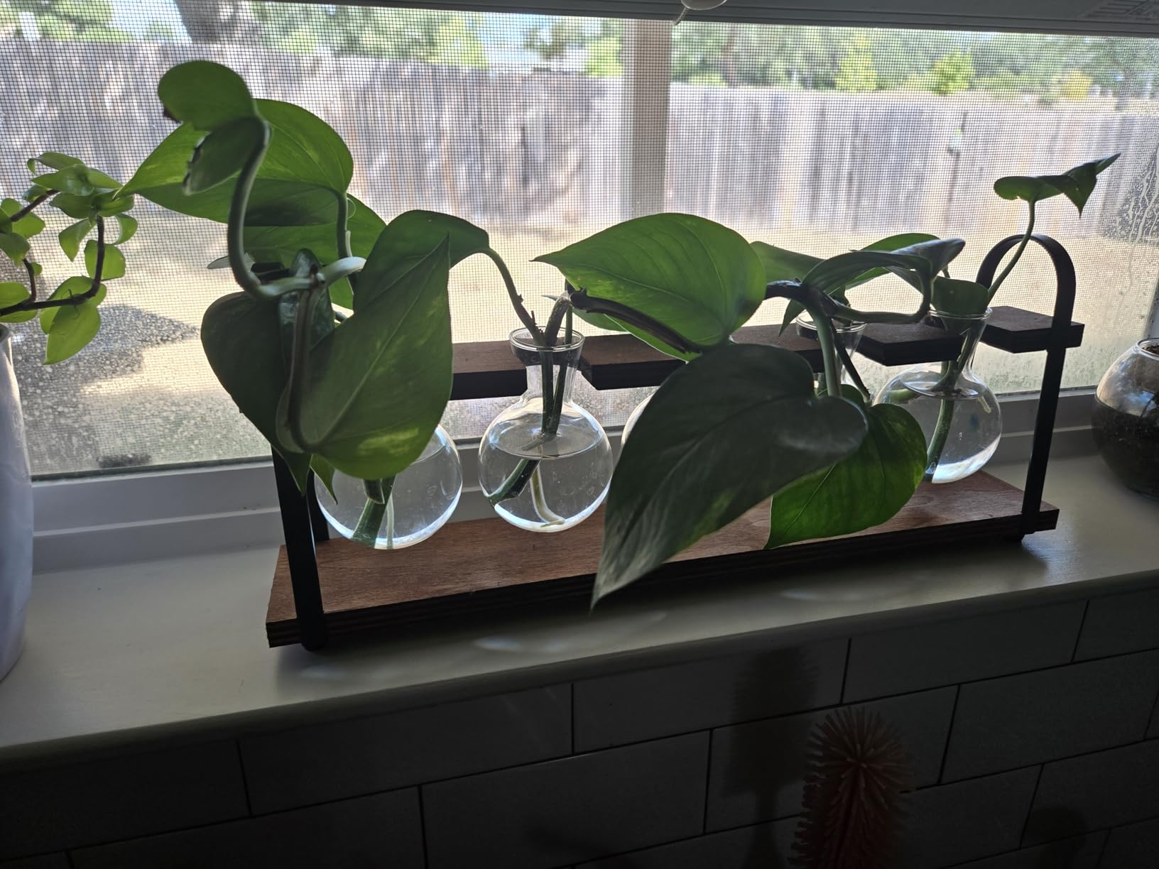 5-Bulb Plant Propagation Station, Glass Vase Terrarium, Wood Metal Stand customer photo 2