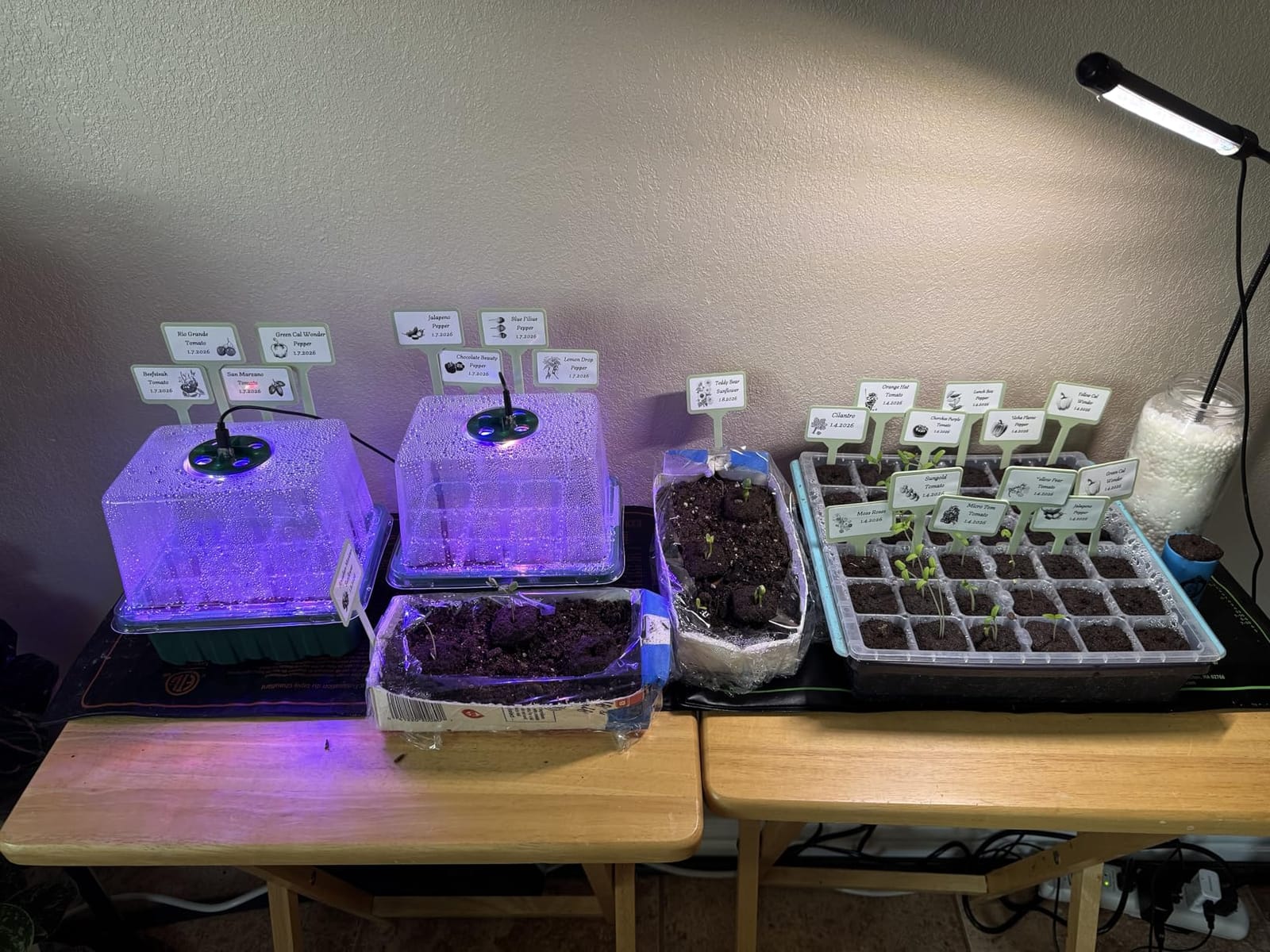 Idealife Seed Starter Tray,Plant Propagation Station with Grow Light,2 Pcs customer photo 2