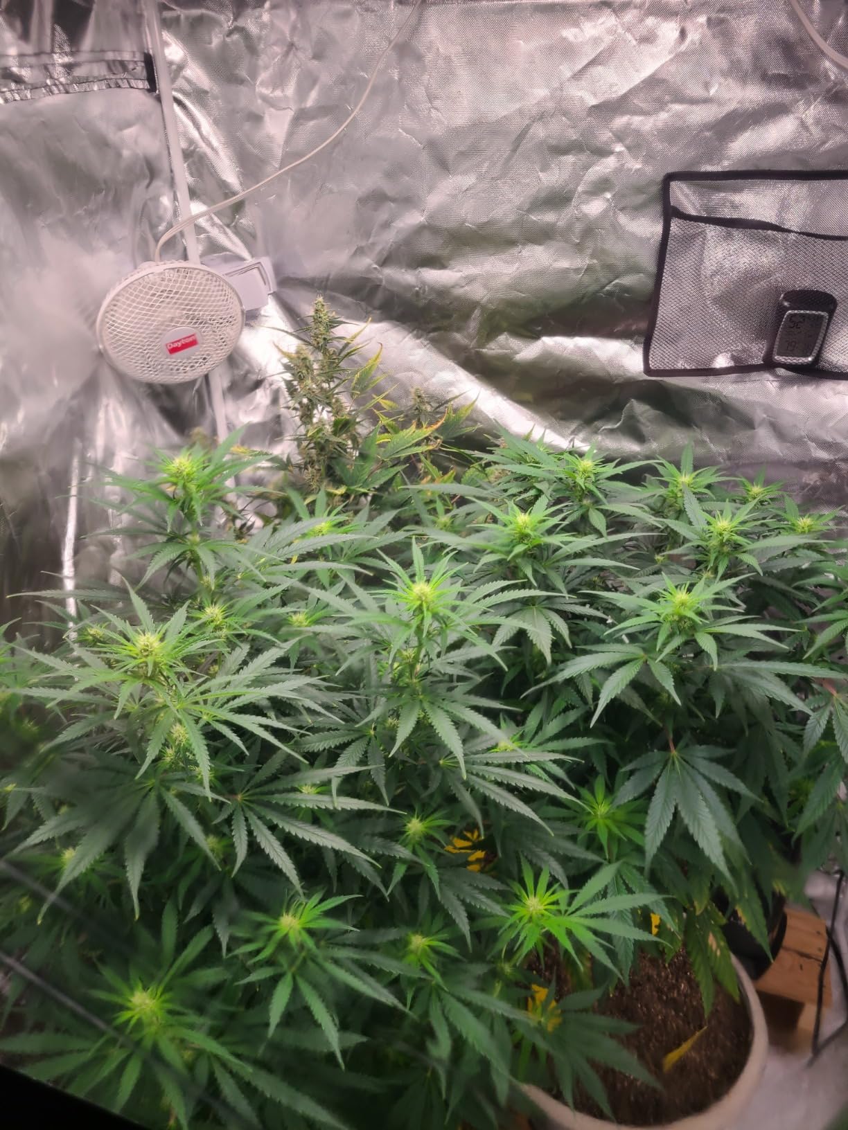 CANAGROW CG1200 LED Grow Light for Indoor Plants 2x2ft Coverage with High Yield Diodes, Sunlike Full Spectrum Dimmable Growing Lamps for Hydroponic Indoor Seeding Veg Bloom Greenhouse(Black) customer photo 2