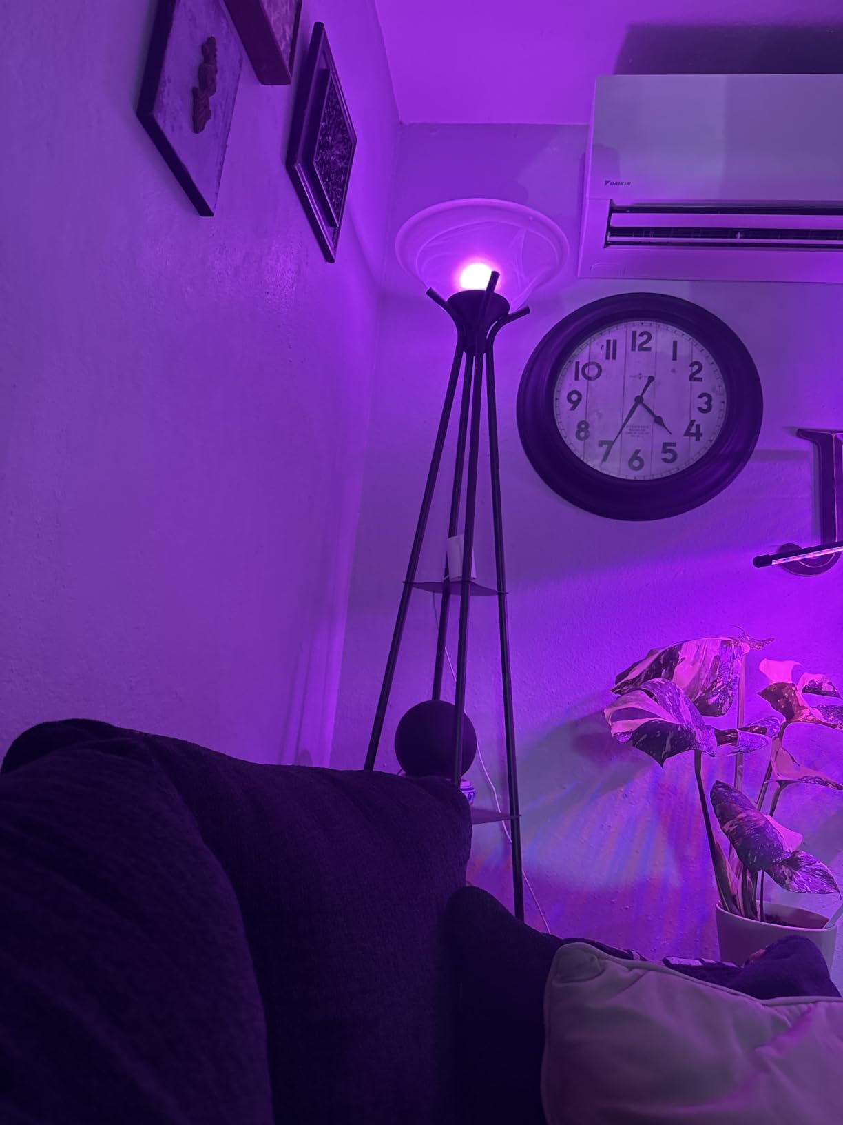 WiZ Connected Smart Light Bulbs, Sunset to Sunrise Automation + Motion Detection + Control with Voice or App, Full Color A19 60W 800LM Indoor, Matter Compatible -3 Pack customer photo 2