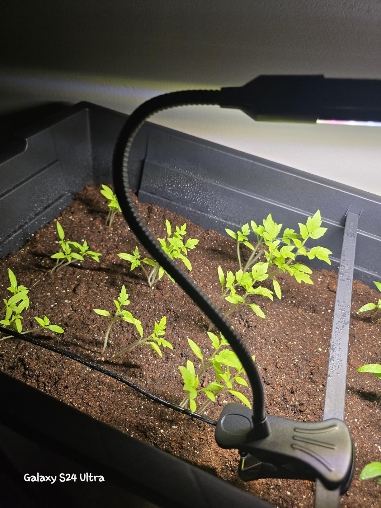 Game Changer! FECiDA 2026 3Pack Clip on Grow Lights for Single Pot Plant customer photo 2