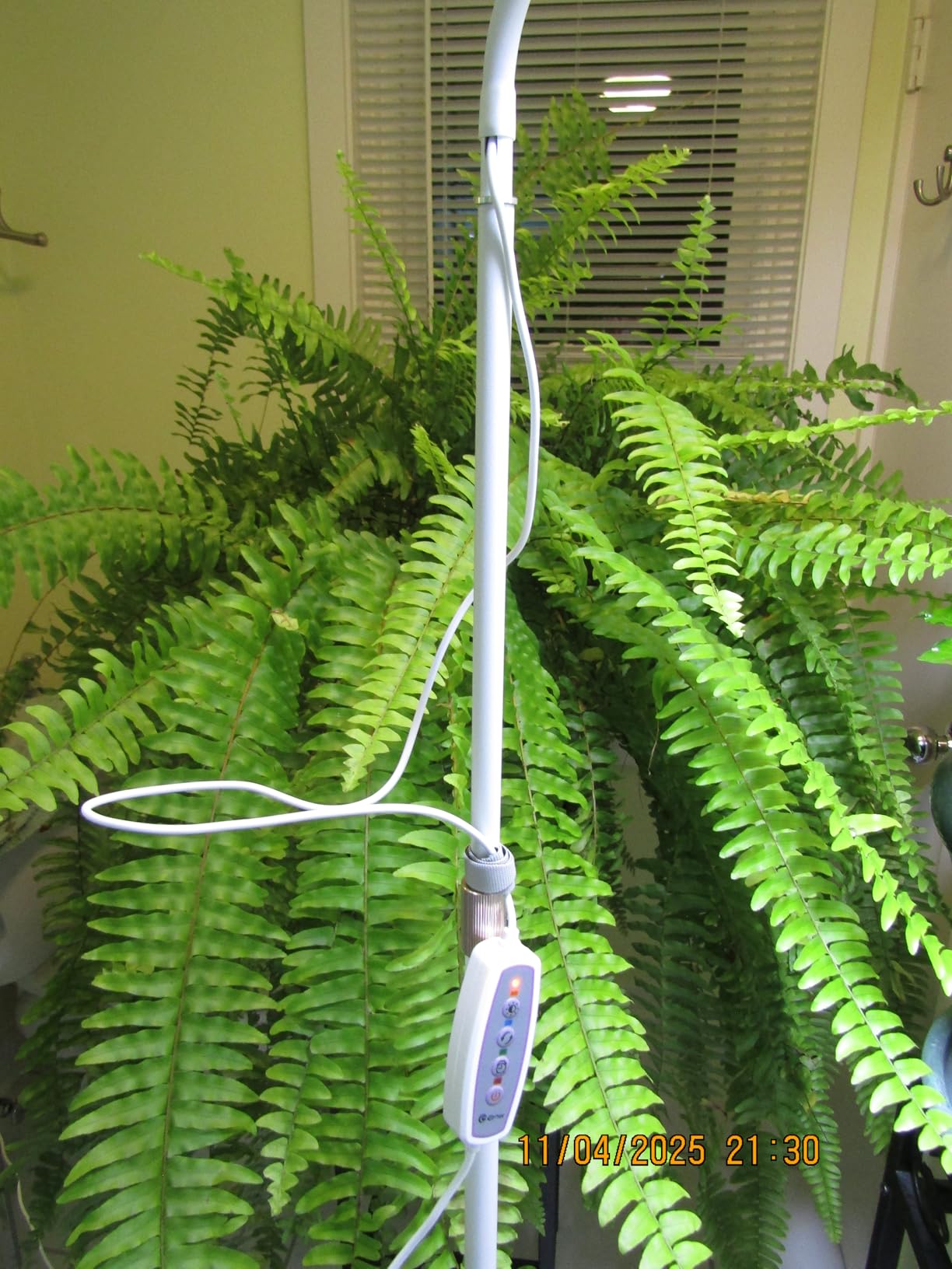 Wiaxulay Grow Lights for Indoor Plants,Full Spectrum Plant Light 68in Stand customer photo 2
