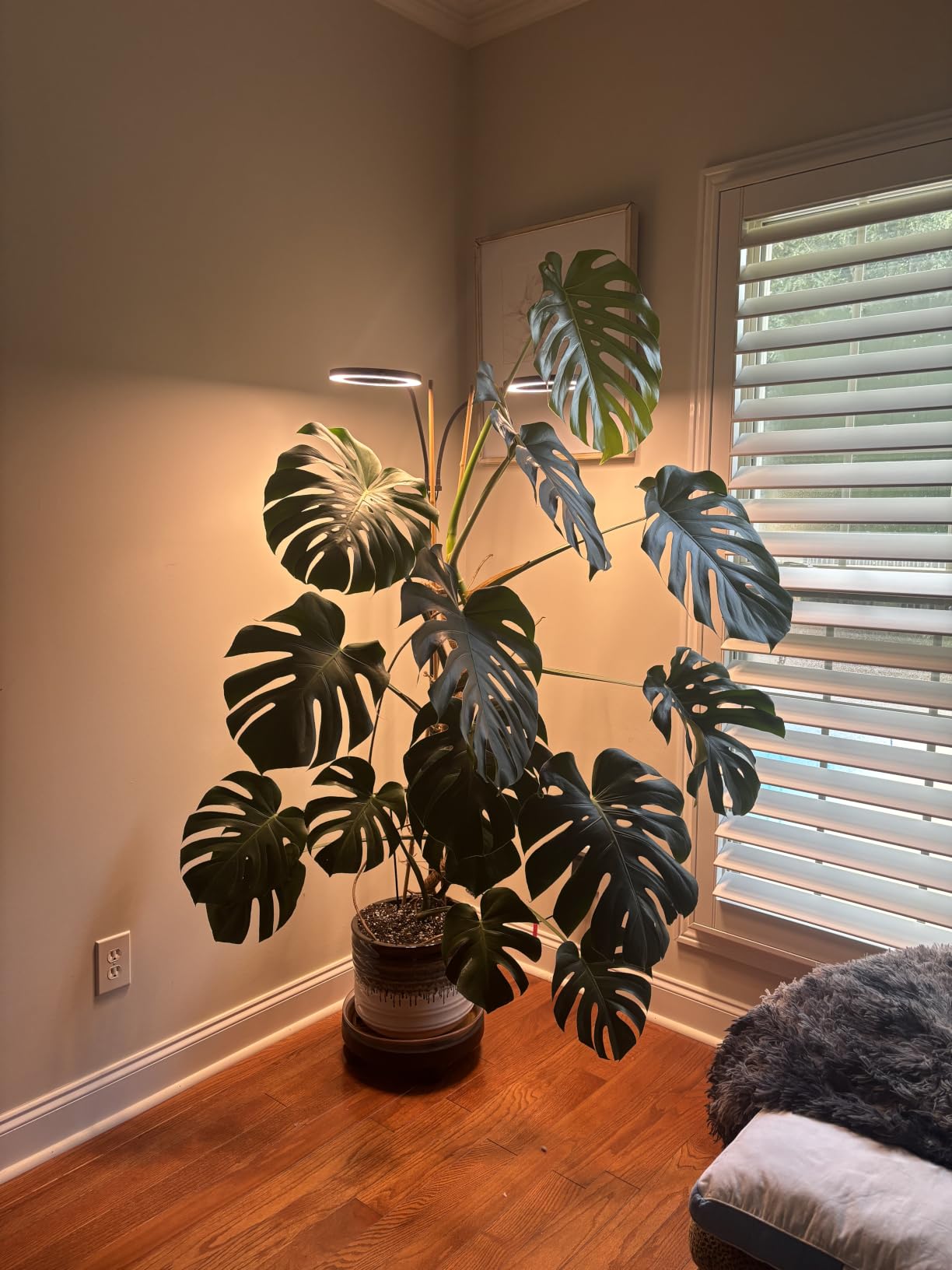 GLOWRIUM Tall Plant Grow Light for Indoor Plants, Full Spectrum Plant Light customer photo 1