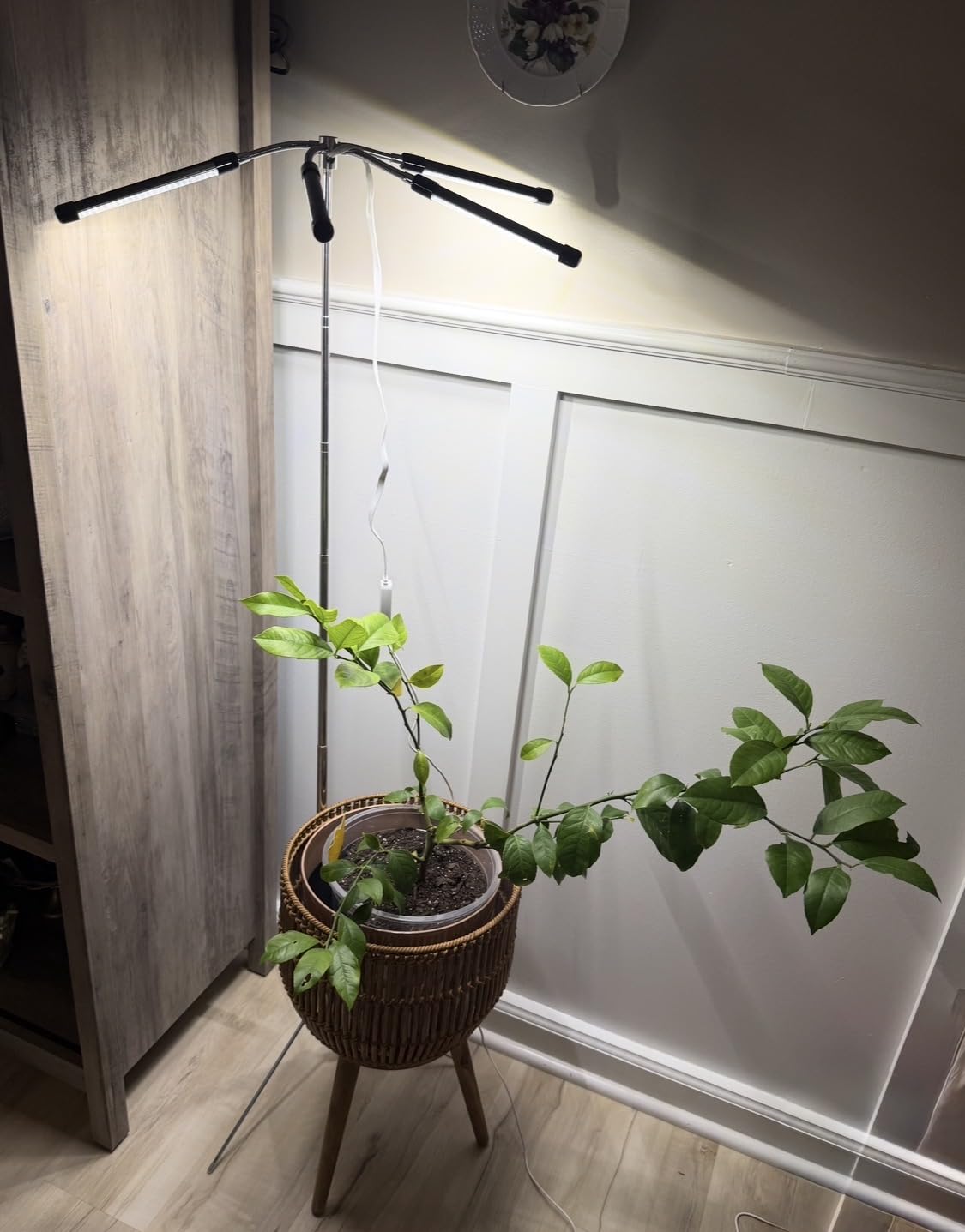 Grow Lights for Indoor Plants Full Spectrum,15-62 Inches Height Adjustable Dsektop and Standing Plant Growing Lights with Detachable Tripod Stand for Large and Small Plants, Auto On/Off Timer customer photo 2
