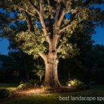 best landscape spotlights for trees