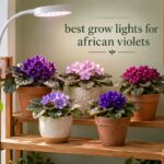 best grow lights for african violets